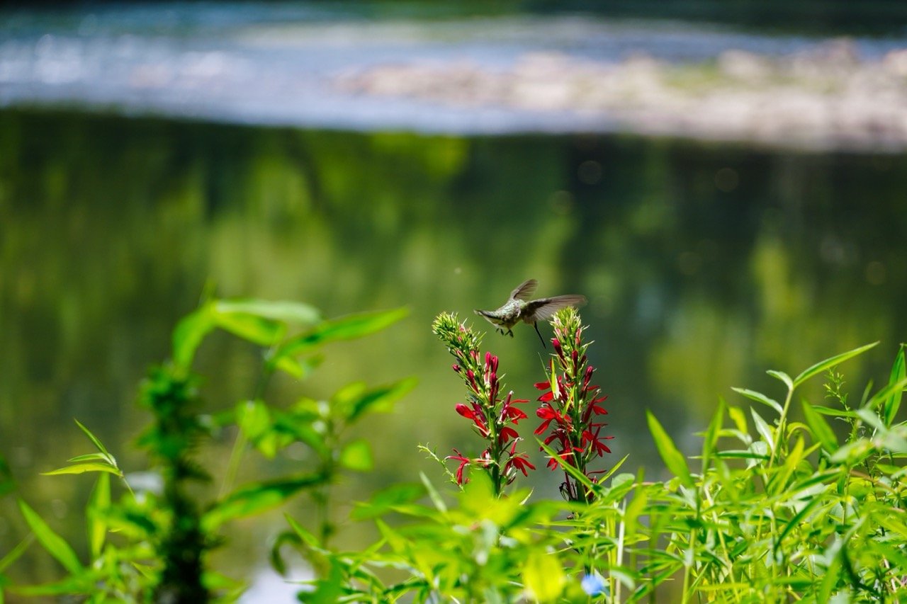 Trout Habitat on the Little Red River: Seeing the Whole River Hummingbird visiting native vegetation along the Little Red River