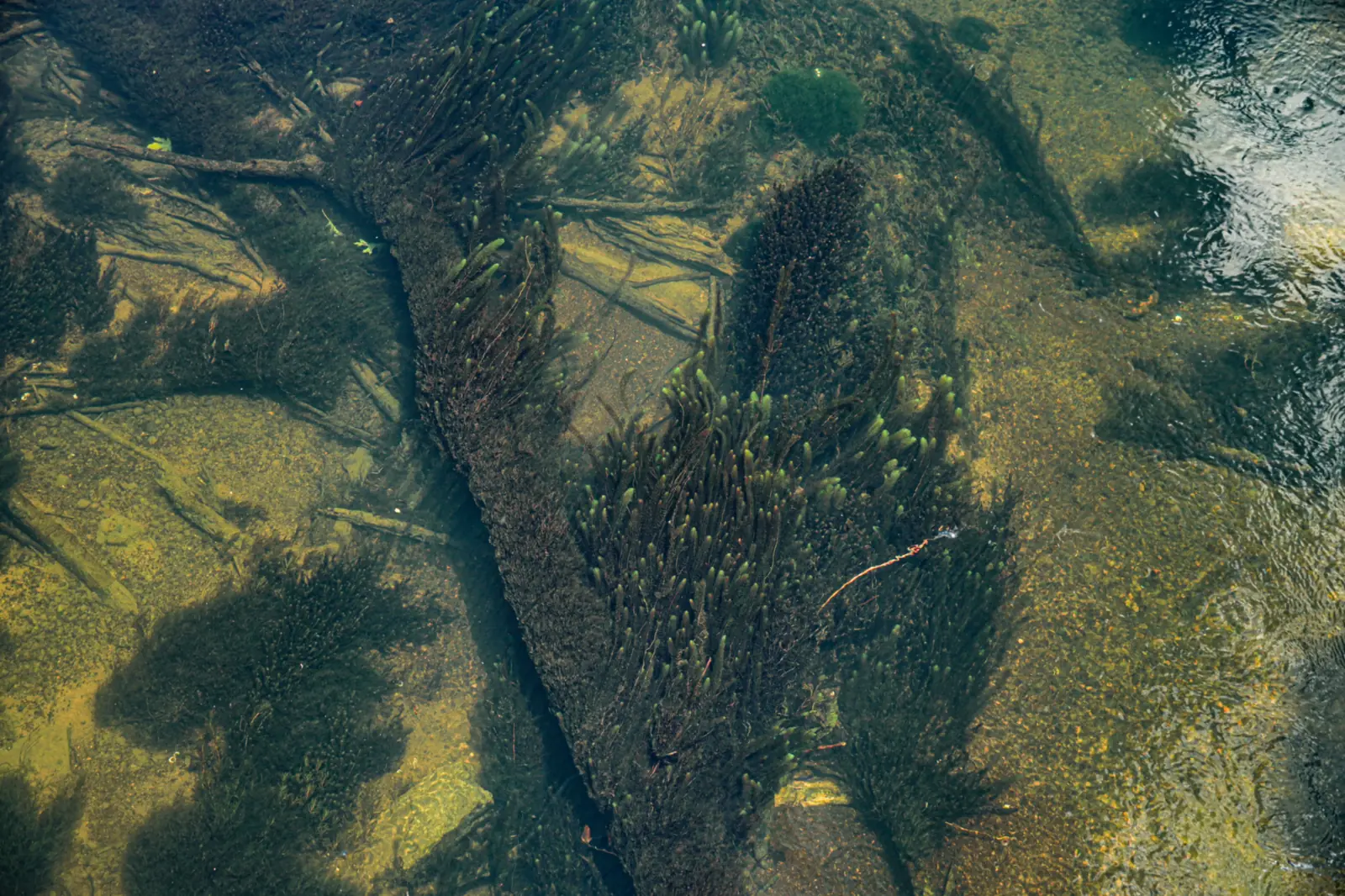 Aquatic vegetation growing along the Little Red River riverbed